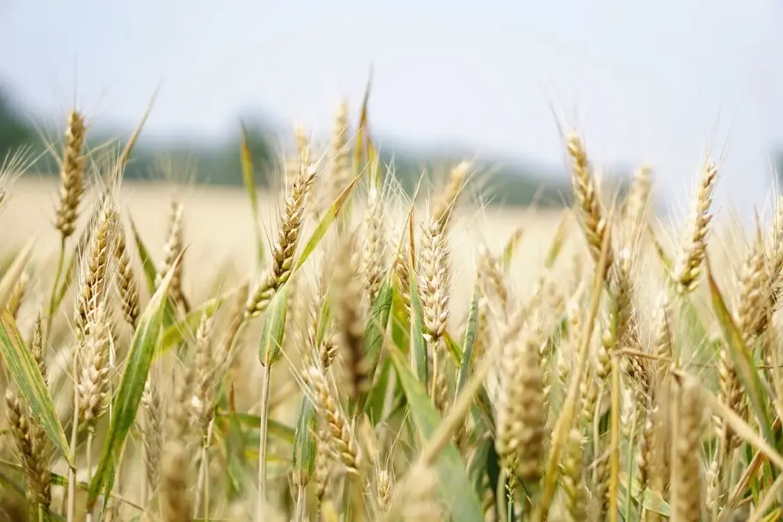 a field of wheat